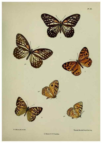 Reproducción/Reproduction 27388057849: Lepidoptera indica.. London,1890-1913.. 