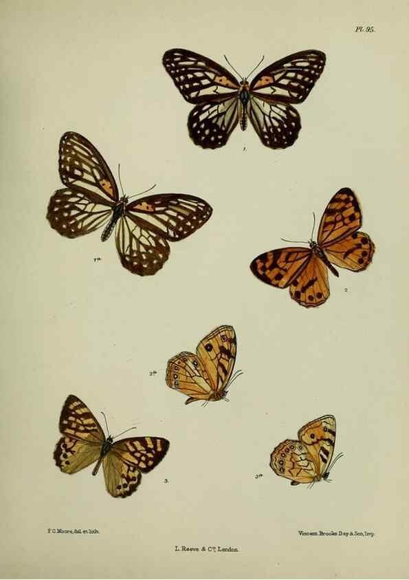 Reproducción/Reproduction 27388057849: Lepidoptera indica.. London,1890-1913.. 
