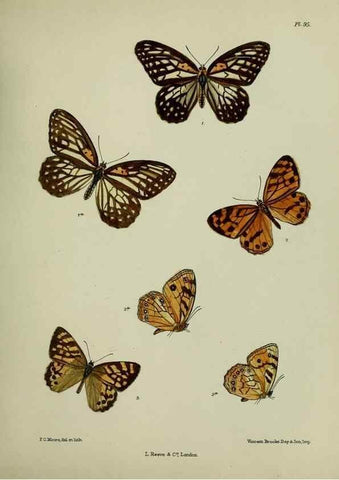 Reproducción/Reproduction 27388057849: Lepidoptera indica.. London,1890-1913.. 