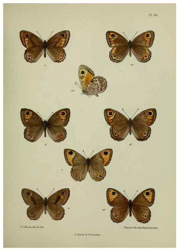 Reproducción/Reproduction 24304516797: Lepidoptera indica.. London,1890-1913.. 