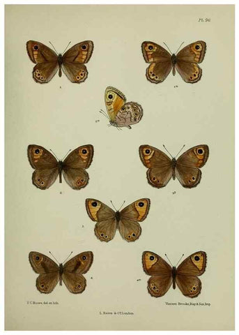Reproducción/Reproduction 24304516797: Lepidoptera indica.. London,1890-1913.. 