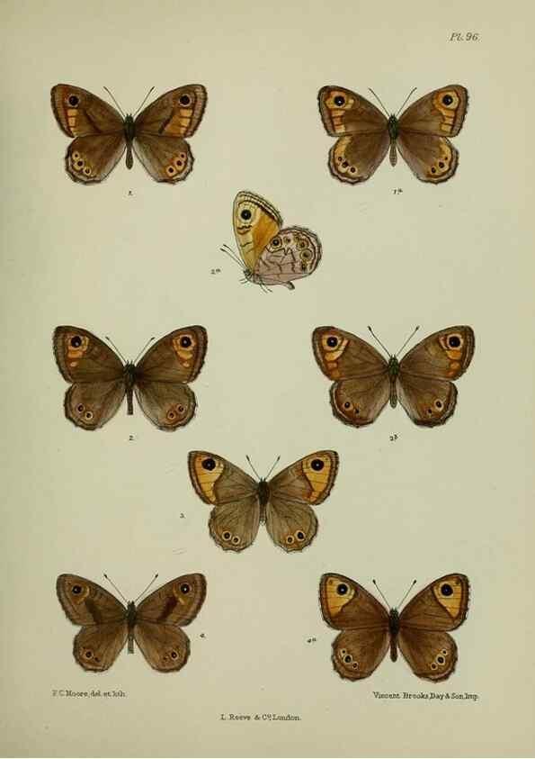 Reproducción/Reproduction 24304516797: Lepidoptera indica.. London,1890-1913.. 