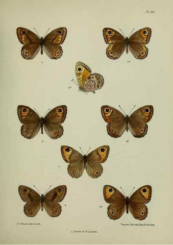 Reproducción/Reproduction 24304516797: Lepidoptera indica.. London,1890-1913.. 
