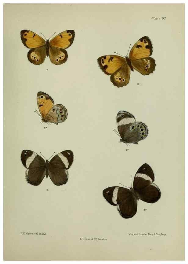 Reproducción/Reproduction 39135207492: Lepidoptera indica.. London,1890-1913.. 