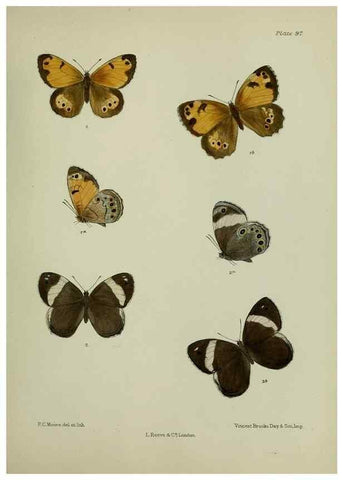 Reproducción/Reproduction 39135207492: Lepidoptera indica.. London,1890-1913.. 