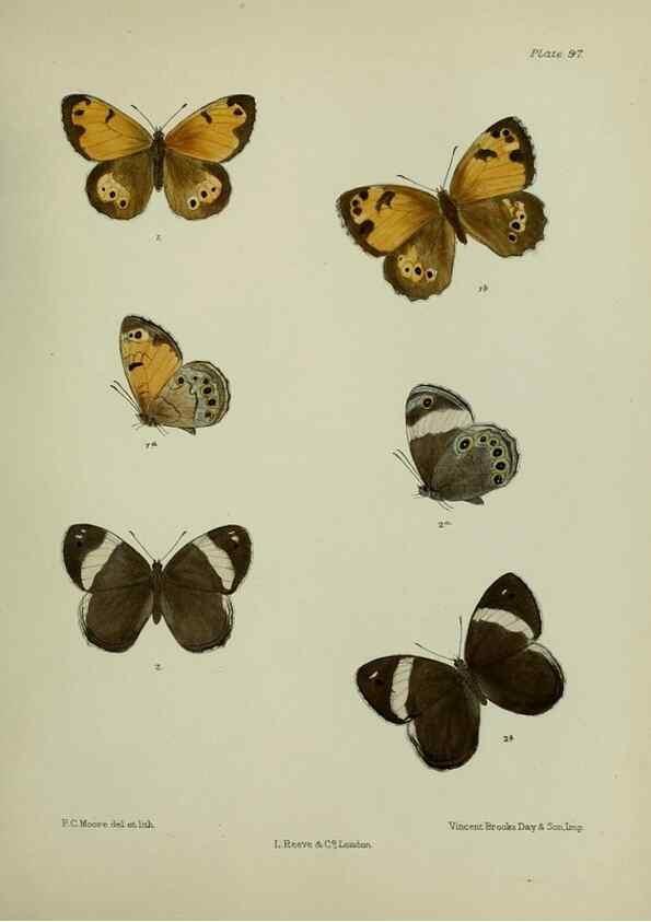 Reproducción/Reproduction 39135207492: Lepidoptera indica.. London,1890-1913.. 