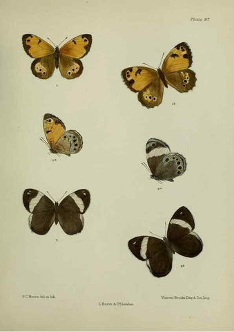 Reproducción/Reproduction 39135207492: Lepidoptera indica.. London,1890-1913.. 
