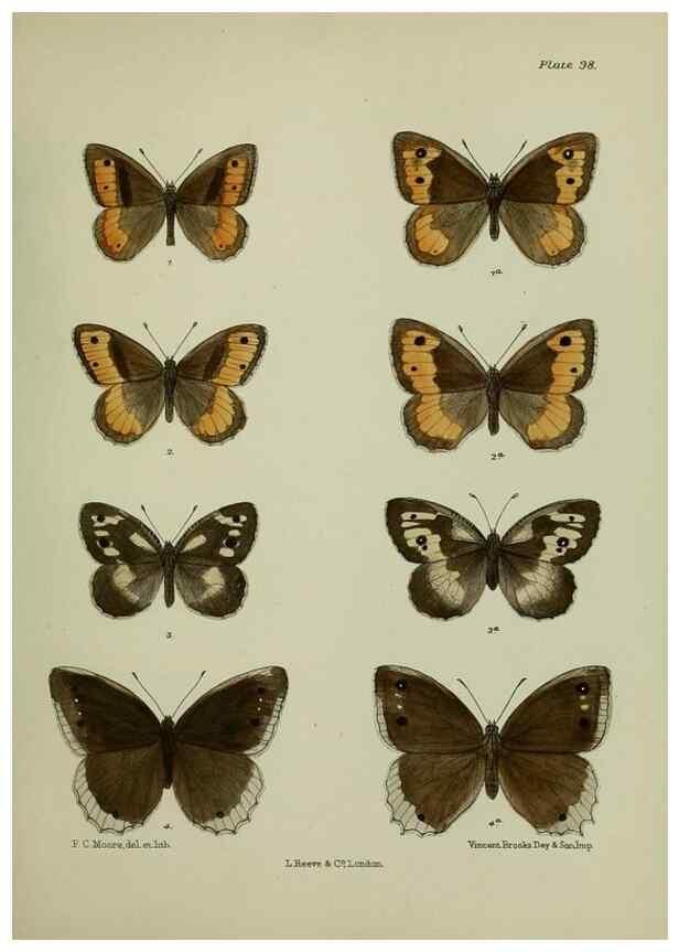 Reproducción/Reproduction 25299822948: Lepidoptera indica.. London,1890-1913.. 