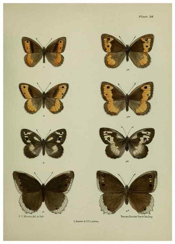 Reproducción/Reproduction 25299822948: Lepidoptera indica.. London,1890-1913.. 