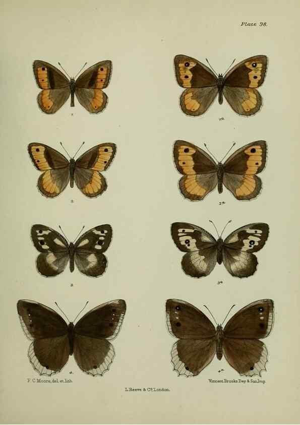 Reproducción/Reproduction 25299822948: Lepidoptera indica.. London,1890-1913.. 