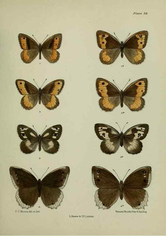 Reproducción/Reproduction 25299822948: Lepidoptera indica.. London,1890-1913.. 