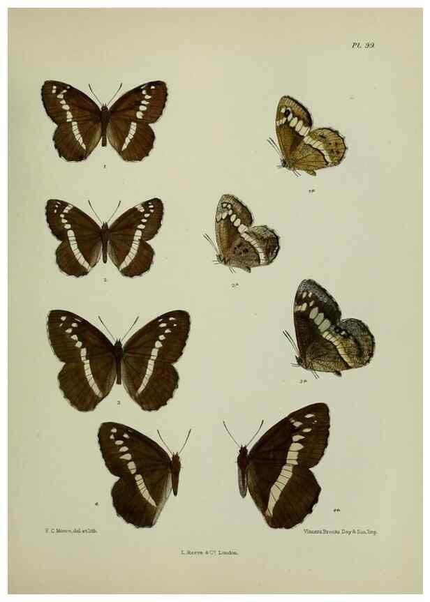 Reproducción/Reproduction 38457639184: Lepidoptera indica.. London,1890-1913.. 