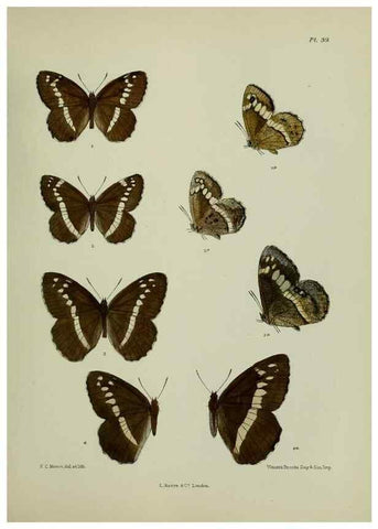 Reproducción/Reproduction 38457639184: Lepidoptera indica.. London,1890-1913.. 