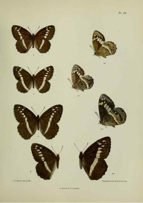 Reproducción/Reproduction 38457639184: Lepidoptera indica.. London,1890-1913.. 