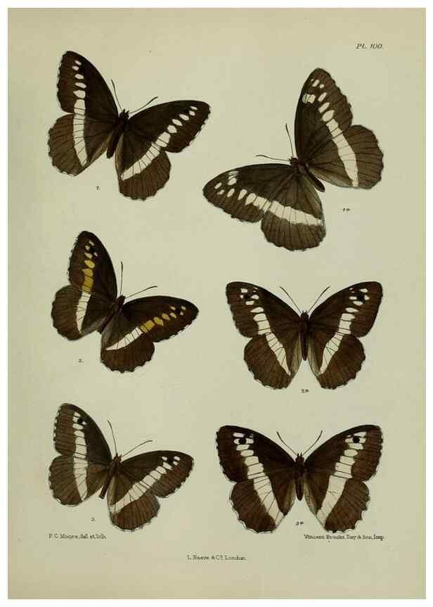 Reproducción/Reproduction 25299830348: Lepidoptera indica.. London,1890-1913.. 