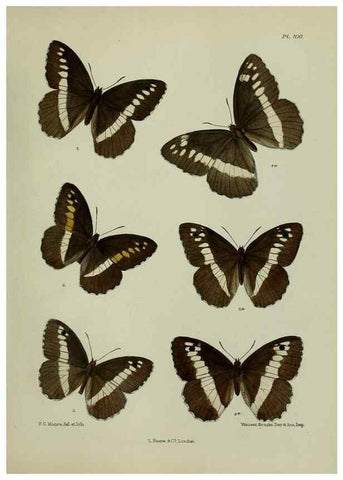 Reproducción/Reproduction 25299830348: Lepidoptera indica.. London,1890-1913.. 