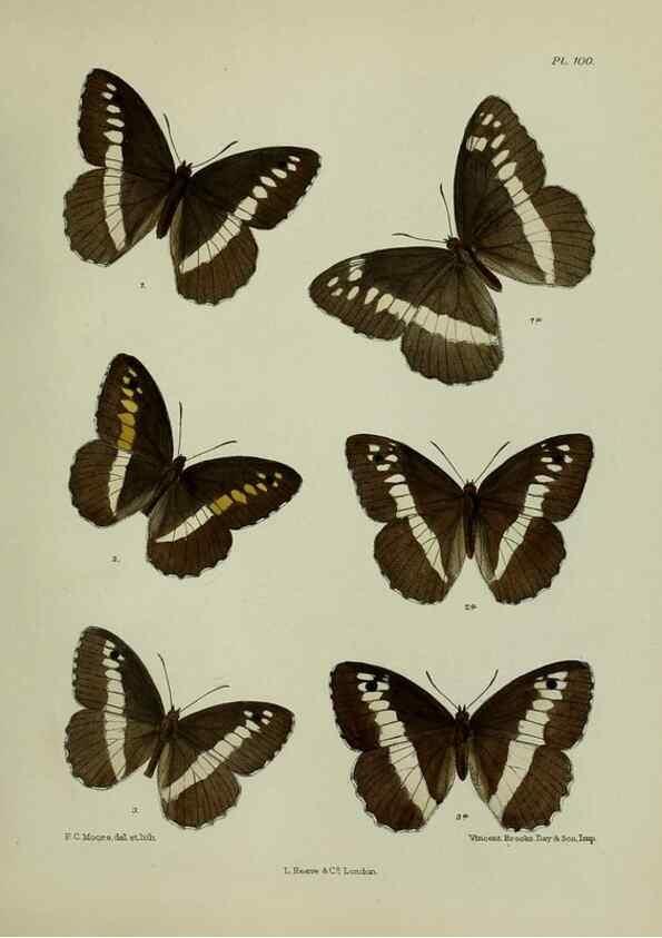 Reproducción/Reproduction 25299830348: Lepidoptera indica.. London,1890-1913.. 