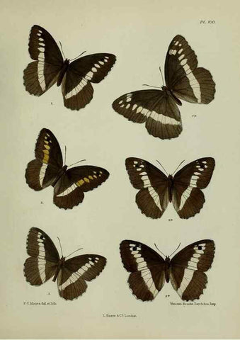 Reproducción/Reproduction 25299830348: Lepidoptera indica.. London,1890-1913.. 