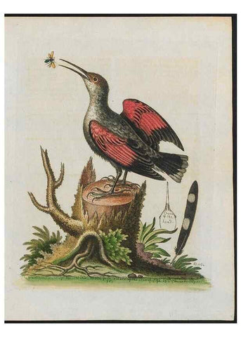 Reproducción/Reproduction 24835180828: Gleanings of natural history, exhibiting figures of quadrupeds, birds, insects, plants &c.... London :Printed for author at the Royal Collage of Physicians,1758-1764.. 