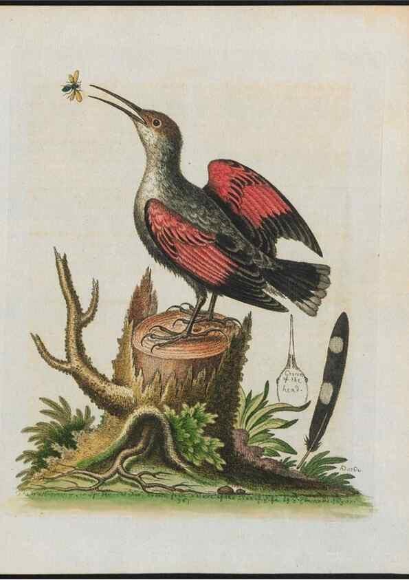 Reproducción/Reproduction 24835180828: Gleanings of natural history, exhibiting figures of quadrupeds, birds, insects, plants &c.... London :Printed for author at the Royal Collage of Physicians,1758-1764.. 