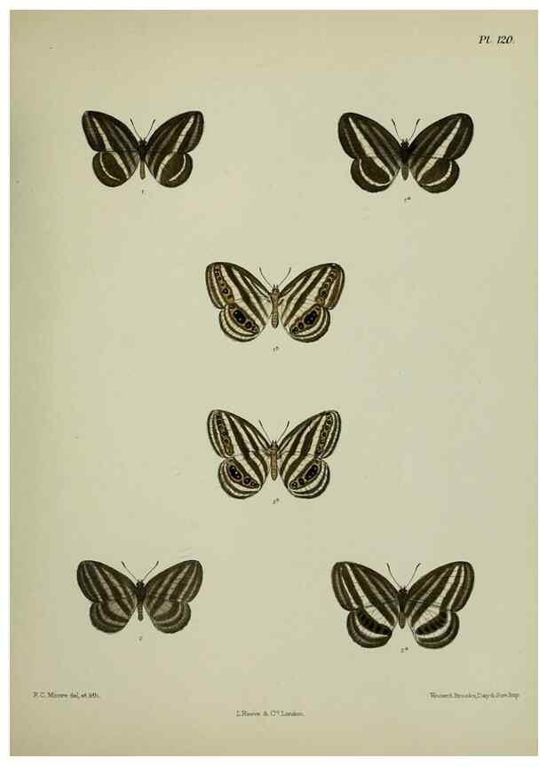 Reproducción/Reproduction 38457699994: Lepidoptera indica.. London,1890-1913.. 