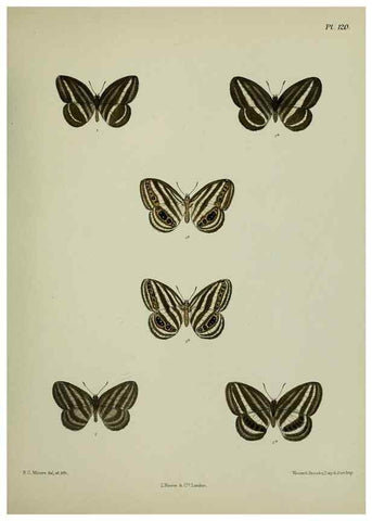 Reproducción/Reproduction 38457699994: Lepidoptera indica.. London,1890-1913.. 