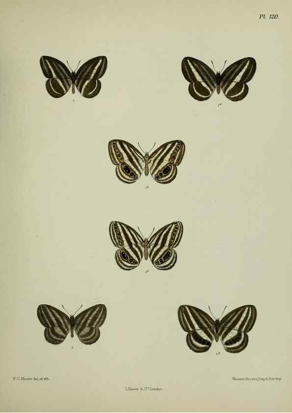 Reproducción/Reproduction 38457699994: Lepidoptera indica.. London,1890-1913.. 
