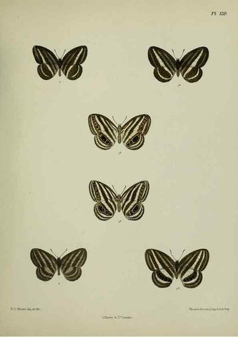 Reproducción/Reproduction 38457699994: Lepidoptera indica.. London,1890-1913.. 