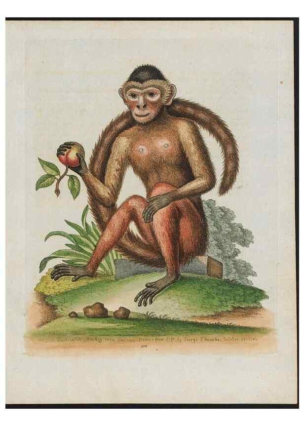 Reproducción/Reproduction 24835056368: Gleanings of natural history, exhibiting figures of quadrupeds, birds, insects, plants &c.... London :Printed for author at the Royal Collage of Physicians,1758-1764.. 