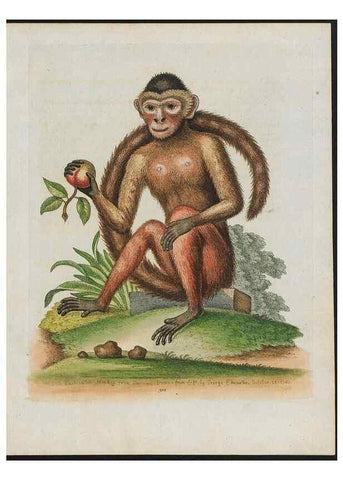 Reproducción/Reproduction 24835056368: Gleanings of natural history, exhibiting figures of quadrupeds, birds, insects, plants &c.... London :Printed for author at the Royal Collage of Physicians,1758-1764.. 