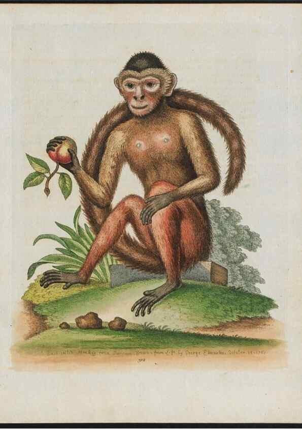 Reproducción/Reproduction 24835056368: Gleanings of natural history, exhibiting figures of quadrupeds, birds, insects, plants &c.... London :Printed for author at the Royal Collage of Physicians,1758-1764.. 