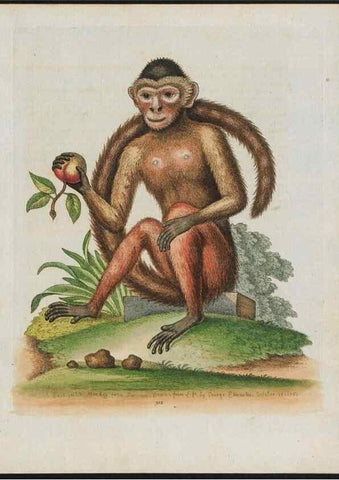 Reproducción/Reproduction 24835056368: Gleanings of natural history, exhibiting figures of quadrupeds, birds, insects, plants &c.... London :Printed for author at the Royal Collage of Physicians,1758-1764.. 