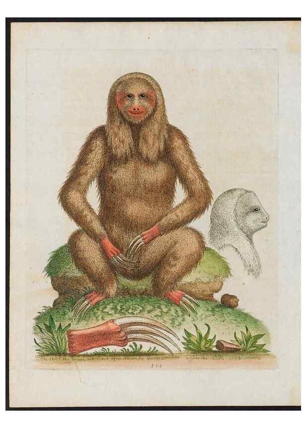 Reproducción/Reproduction 38707663861: Gleanings of natural history, exhibiting figures of quadrupeds, birds, insects, plants &c.... London :Printed for author at the Royal Collage of Physicians,1758-1764.. 