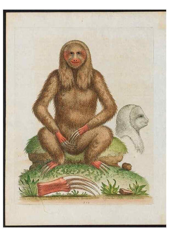 Reproducción/Reproduction 38707663861: Gleanings of natural history, exhibiting figures of quadrupeds, birds, insects, plants &c.... London :Printed for author at the Royal Collage of Physicians,1758-1764.. 