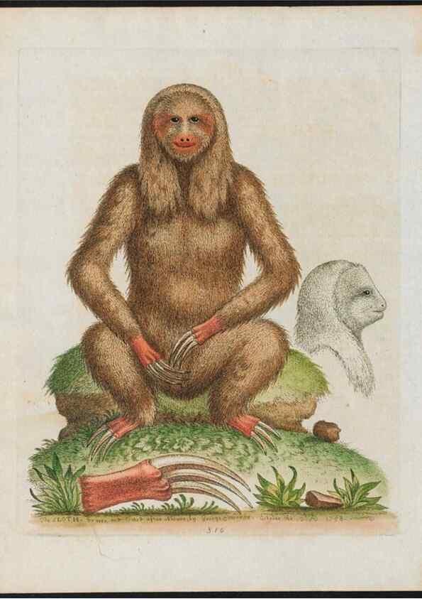 Reproducción/Reproduction 38707663861: Gleanings of natural history, exhibiting figures of quadrupeds, birds, insects, plants &c.... London :Printed for author at the Royal Collage of Physicians,1758-1764.. 