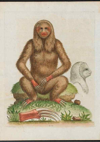 Reproducción/Reproduction 38707663861: Gleanings of natural history, exhibiting figures of quadrupeds, birds, insects, plants &c.... London :Printed for author at the Royal Collage of Physicians,1758-1764.. 