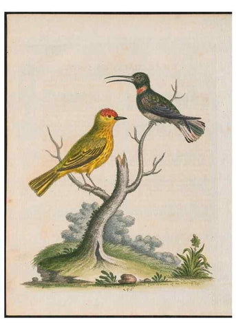 Reproducción/Reproduction 38675113412: Gleanings of natural history, exhibiting figures of quadrupeds, birds, insects, plants &c.... London :Printed for author at the Royal Collage of Physicians,1758-1764.. 