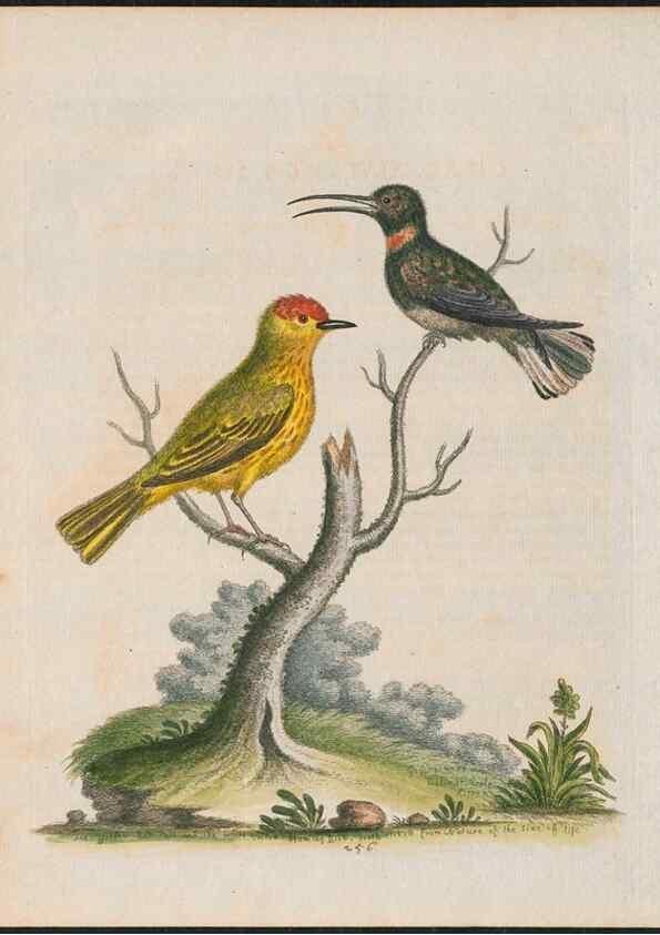 Reproducción/Reproduction 38675113412: Gleanings of natural history, exhibiting figures of quadrupeds, birds, insects, plants &c.... London :Printed for author at the Royal Collage of Physicians,1758-1764.. 