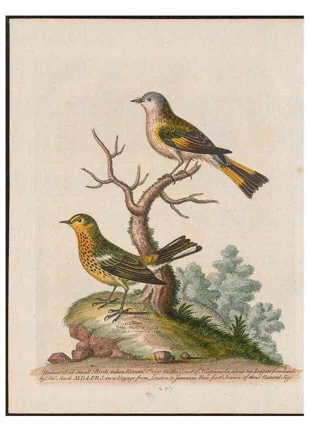 Reproducción/Reproduction 38651681236: Gleanings of natural history, exhibiting figures of quadrupeds, birds, insects, plants &c.... London :Printed for author at the Royal Collage of Physicians,1758-1764.. 