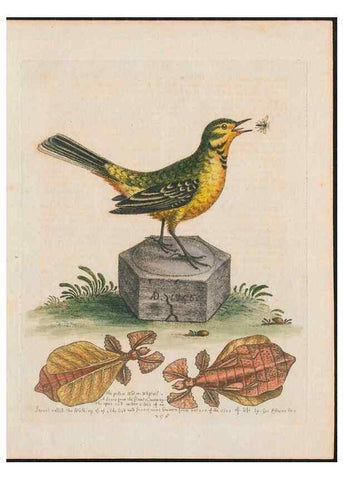 Reproducción/Reproduction 38707387331: Gleanings of natural history, exhibiting figures of quadrupeds, birds, insects, plants &c.... London :Printed for author at the Royal Collage of Physicians,1758-1764.. 