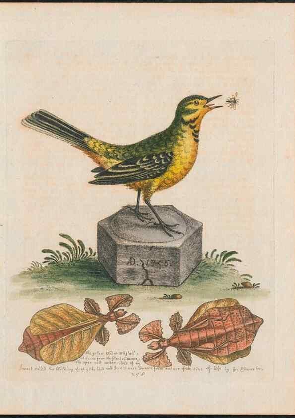 Reproducción/Reproduction 38707387331: Gleanings of natural history, exhibiting figures of quadrupeds, birds, insects, plants &c.... London :Printed for author at the Royal Collage of Physicians,1758-1764.. 