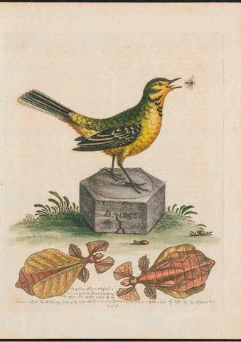 Reproducción/Reproduction 38707387331: Gleanings of natural history, exhibiting figures of quadrupeds, birds, insects, plants &c.... London :Printed for author at the Royal Collage of Physicians,1758-1764.. 