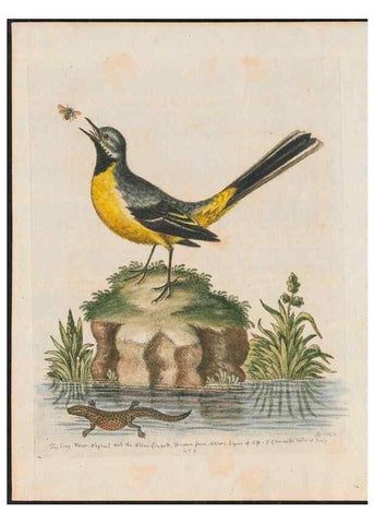 Reproducción/Reproduction 24834673308: Gleanings of natural history, exhibiting figures of quadrupeds, birds, insects, plants &c.... London :Printed for author at the Royal Collage of Physicians,1758-1764.. 