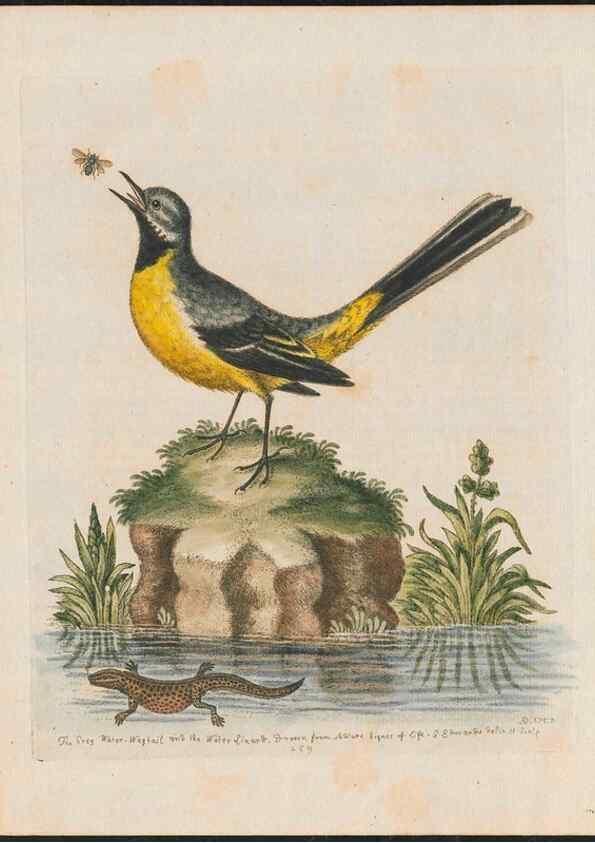 Reproducción/Reproduction 24834673308: Gleanings of natural history, exhibiting figures of quadrupeds, birds, insects, plants &c.... London :Printed for author at the Royal Collage of Physicians,1758-1764.. 