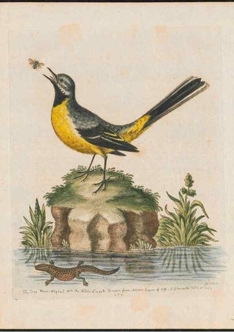 Reproducción/Reproduction 24834673308: Gleanings of natural history, exhibiting figures of quadrupeds, birds, insects, plants &c.... London :Printed for author at the Royal Collage of Physicians,1758-1764.. 