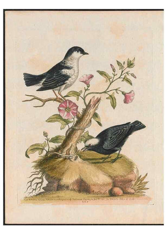 Reproducción/Reproduction 38651688836: Gleanings of natural history, exhibiting figures of quadrupeds, birds, insects, plants &c.... London :Printed for author at the Royal Collage of Physicians,1758-1764.. 