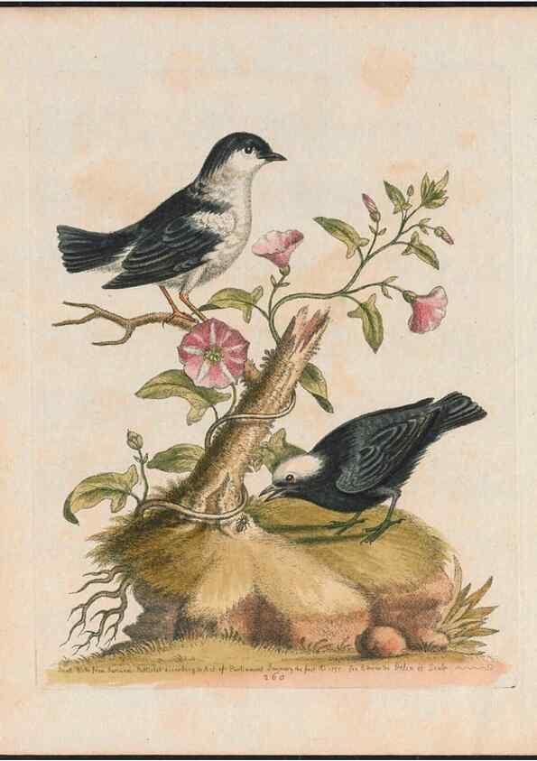 Reproducción/Reproduction 38651688836: Gleanings of natural history, exhibiting figures of quadrupeds, birds, insects, plants &c.... London :Printed for author at the Royal Collage of Physicians,1758-1764.. 