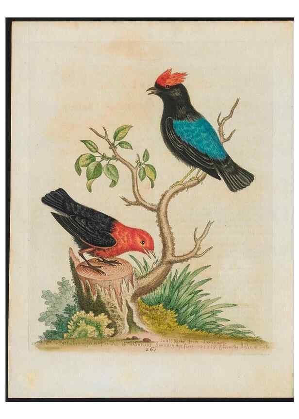 Reproducción/Reproduction 38651790466: Gleanings of natural history, exhibiting figures of quadrupeds, birds, insects, plants &c.... London :Printed for author at the Royal Collage of Physicians,1758-1764.. 