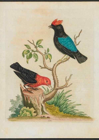 Reproducción/Reproduction 38651790466: Gleanings of natural history, exhibiting figures of quadrupeds, birds, insects, plants &c.... London :Printed for author at the Royal Collage of Physicians,1758-1764.. 