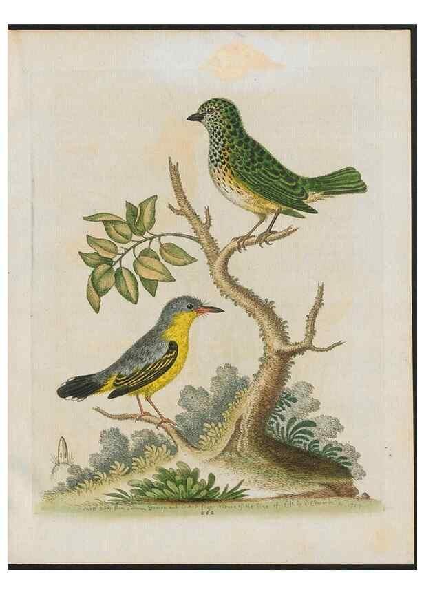 Reproducción/Reproduction 38707502741: Gleanings of natural history, exhibiting figures of quadrupeds, birds, insects, plants &c.... London :Printed for author at the Royal Collage of Physicians,1758-1764.. 